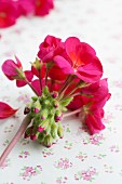 Pink geranium flower and buds