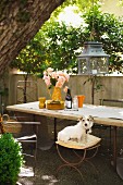 Laterne hängt vom Baum über Gartentisch mit alten Stühlen und Hund