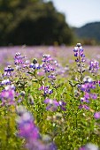 Violett blühende Blumen auf einem Feld