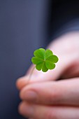 A Hand Holding a Four Leaf Clover