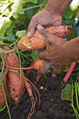 Yams Being Pulled From the Ground