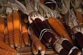 Bundles of Dried Corn