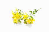 St. John's word flowers with leaves against a white background