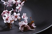 Pink apple blossoms on dark plate