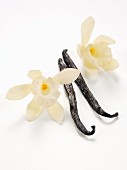 Vanilla pods with vanilla flowers against a white background