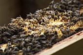 Bienenvolk auf der Wabe