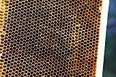 Honeycomb with Honey from Santa Barbara Honey Co.