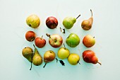 Stillleben mit verschiedenen Apfel- und Birnensorten
