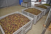 Freshly harvested olives in crates in a warehouse (Lake Garda, Italy)