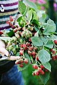 Gardener holding branches of blackberries