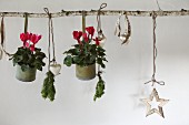 Red cyclamen in metal pots and Christmas decorations hanging from birch branch