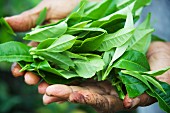 Frische Teeblätter in Händen eines Teepfückers (Sri Lanka)