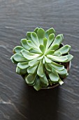 Succulent in a pot viewed from above