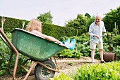 Little girl sitting in a wheelbarrow and grandpa working in the garden