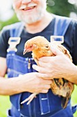 Man wearing overalls and holding live hen