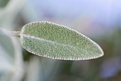 A velvety sage leaf