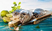 Three gilt-head bream on a wooden board with limes and herbs