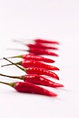 Red chillies in a line