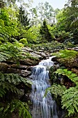 Waterfall in wild, green woodland landscape