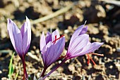 Saffron flowers growing in the ground