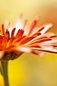 Eine Calendulablüte (Close Up)