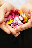 Hände halten essbare Blüten