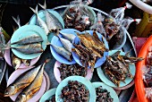 Assorted fish from Thailand at the market