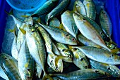 Fresh whole mackerel at a market in Thailand