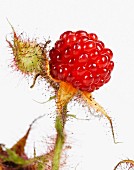 Ripe wild raspberry on stem, Close Up