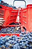 Kisten mit blauen Weintrauben werden aufgeladen