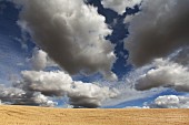 Grosses Weizenfeld unter dramatischem Himmel