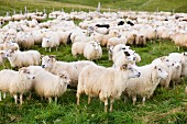 Herd of Sheep in Field