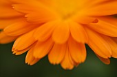 Orange Flower Petals, Close Up