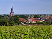 Kirchenstück-Weinberg von Dr. Bürklin-Wolf und Dorf von Forst an der Weinstraße, Pfalz, Deutschland