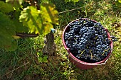 Eimer mit Blaufränkisch-Trauben im Weinberg vom Weingut Krutzler, Burgenland, Österreich