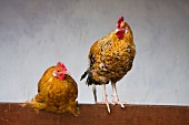 Zwei Hühner im Hühnerstall auf einem Holzbalken sitzend
