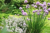 Flowering chives and thyme in a garden