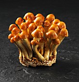 Fresh nameko mushrooms