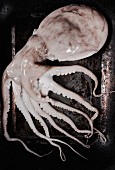 Frischer Oktopus auf rostigem Backblech