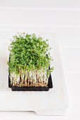 Fresh cress on a chopping board