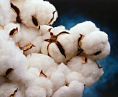Blooming Cotton Plant