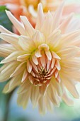 White, star-shaped dahlia flower