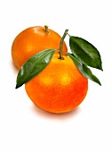 Two mandarin oranges with leaves
