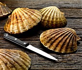 scallop in shells with knife