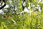 Sommerliche Wiese mit Margaritenblüten (Nahaufnahme)