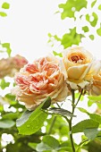Flowering roses in garden