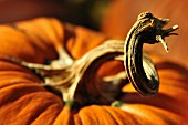 Orange pumpkin with stalk