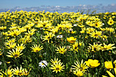 Gelbe Wildblumen auf der Wiese