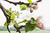 Apfelblüten am Baum (Close Up)