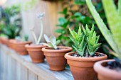 Row of succulents in terracotta pots